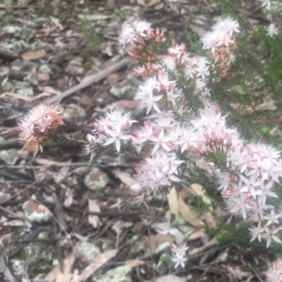 Calytrix tetragona (Common Fringe-myrtle) at The Rock, NSW - 4 May 2022 by CarmelB