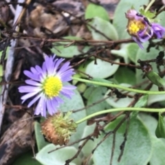 Calotis cuneifolia (Purple Burr-daisy) at The Rock Nature Reserve - 3 May 2024 by CarmelB