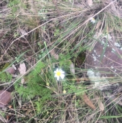 Unidentified Daisy at The Rock, NSW - 11 Sep 2022 by CarmelB