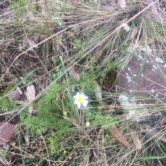 Unverified Daisy at The Rock Nature Reserve - 11 Sep 2022 by CarmelB