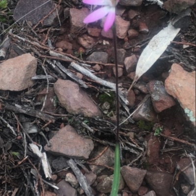 Caladenia fuscata (Dusky Fingers) at The Rock Nature Reserve - Kengal Aboriginal Place - 1 Sep 2022 by CarmelB