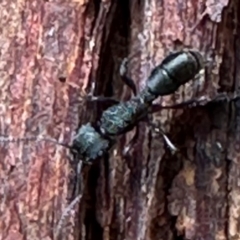 Rhytidoponera metallica (Greenhead ant) at Aranda Bushland - 3 May 2024 by lbradley