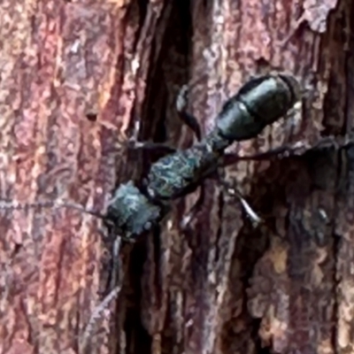 Rhytidoponera metallica (Greenhead ant) at Aranda Bushland - 3 May 2024 by lbradley