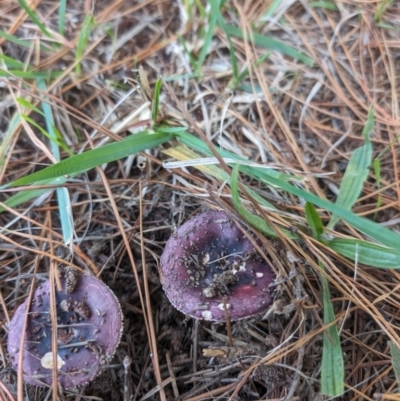 Unidentified Fungus at Giralang, ACT - 3 May 2024 by AlexGM