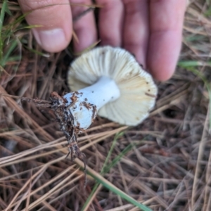 Russula sp. (genus) at Giralang, ACT - 3 May 2024 12:59 PM