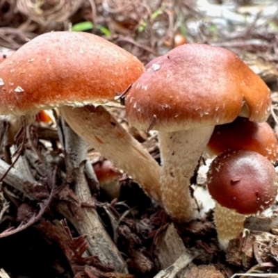 Leratiomcyes ceres (Red Woodchip Fungus) at Aranda, ACT - 3 May 2024 by KMcCue