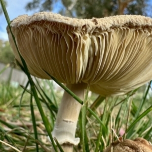 Macrolepiota clelandii at Aranda, ACT - 3 May 2024