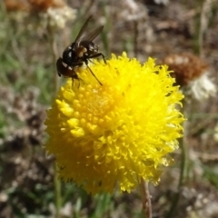 Muscidae (family) (Unidentified muscid fly) at Sth Tablelands Ecosystem Park - 2 May 2024 by AndyRussell