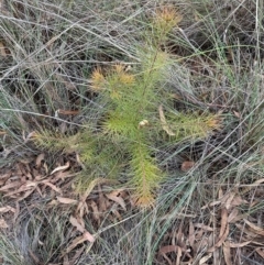 Hakea sp. at Aranda Bushland - 3 May 2024 by lbradley