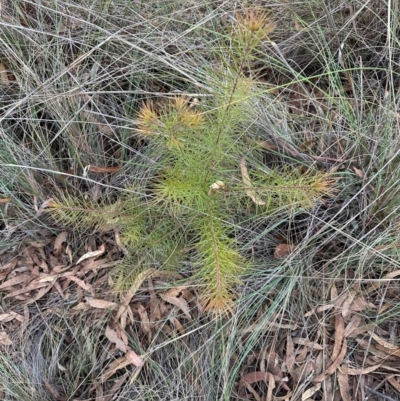 Hakea sp. at Aranda Bushland - 3 May 2024 by lbradley