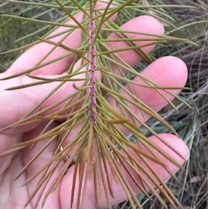 Hakea sp. at Aranda, ACT - 3 May 2024