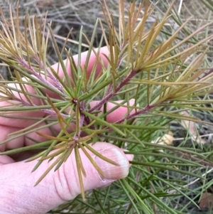 Hakea sp. at Aranda, ACT - 3 May 2024 05:06 PM