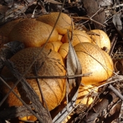 Gymnopilus junonius (Spectacular Rustgill) at Yarralumla, ACT - 2 May 2024 by AndyRussell