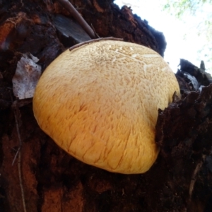 Gymnopilus junonius at National Arboretum Woodland - 2 May 2024 01:37 PM