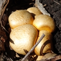 Gymnopilus junonius at National Arboretum Woodland - 2 May 2024 01:37 PM