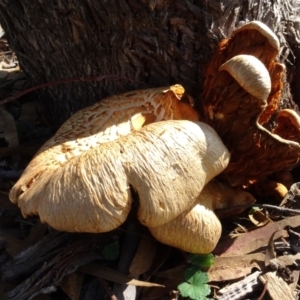 Gymnopilus junonius at National Arboretum Woodland - 2 May 2024 01:37 PM