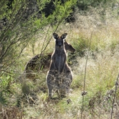 Macropus giganteus (Eastern Grey Kangaroo) at Strathnairn, ACT - 24 Apr 2024 by KShort