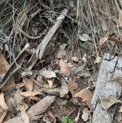 Pterostylis sp. (A Greenhood) at Aranda Bushland - 3 May 2024 by lbradley