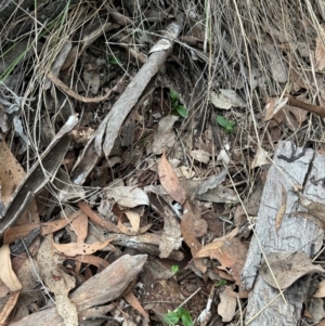 Pterostylis sp. at Aranda, ACT - 3 May 2024