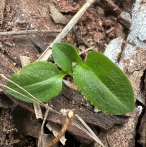 Pterostylis sp. at Aranda Bushland - 3 May 2024