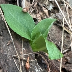 Pterostylis sp. at Aranda Bushland - 3 May 2024