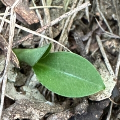 Pterostylis sp. at Aranda, ACT - 3 May 2024