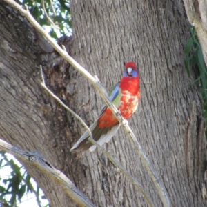 Platycercus elegans x eximius (hybrid) at Strathnairn, ACT - 24 Apr 2024