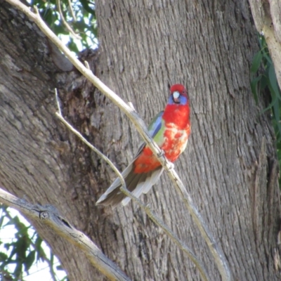 Platycercus elegans x eximius (hybrid) (Crimson x Eastern Rosella (hybrid)) at Strathnairn, ACT - 24 Apr 2024 by KShort