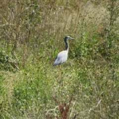 Egretta novaehollandiae (White-faced Heron) at Strathnairn, ACT - 24 Apr 2024 by KShort