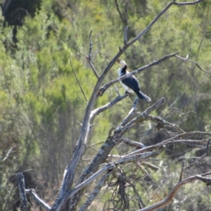 Microcarbo melanoleucos at Lower Molonglo - 24 Apr 2024