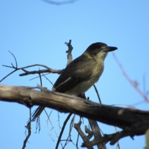 Cracticus torquatus at Molonglo River Reserve - 24 Apr 2024 03:06 PM