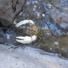 Euastacus armatus (Murray River Crayfish) at Uriarra Recreation Reserve - 24 Apr 2024 by KShort