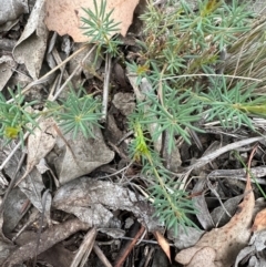 Gompholobium huegelii at Aranda, ACT - 3 May 2024