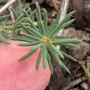 Gompholobium huegelii at Aranda, ACT - 3 May 2024