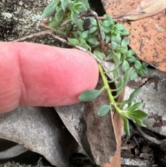 Poranthera microphylla (Small Poranthera) at Aranda Bushland - 3 May 2024 by lbradley