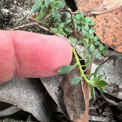 Poranthera microphylla (Small Poranthera) at Aranda, ACT - 3 May 2024 by lbradley