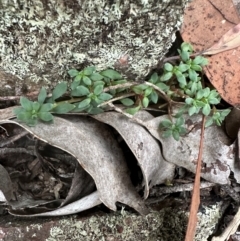 Poranthera microphylla at Aranda, ACT - 3 May 2024