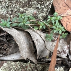 Poranthera microphylla at Aranda, ACT - 3 May 2024