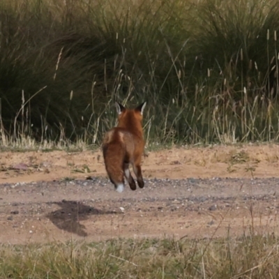 Vulpes vulpes (Red Fox) at Hawker, ACT - 28 Apr 2024 by AlisonMilton