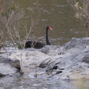 Cygnus atratus at Point Hut to Tharwa - 3 May 2024