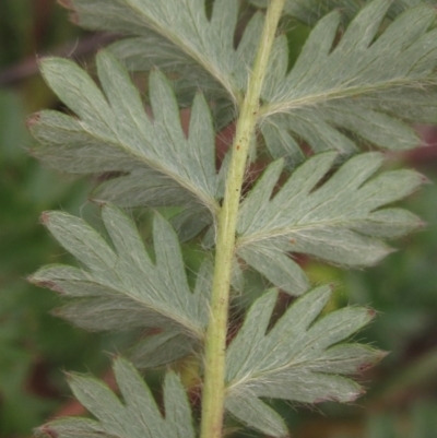 Unidentified Other Wildflower or Herb at Weetangera, ACT - 30 Apr 2024 by pinnaCLE