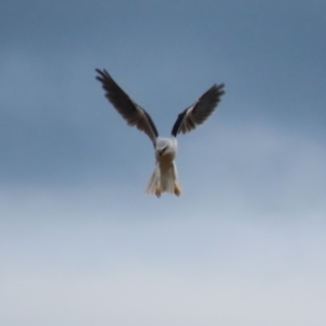 Elanus axillaris at Point Hut to Tharwa - 3 May 2024