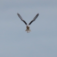 Elanus axillaris at Point Hut to Tharwa - 3 May 2024