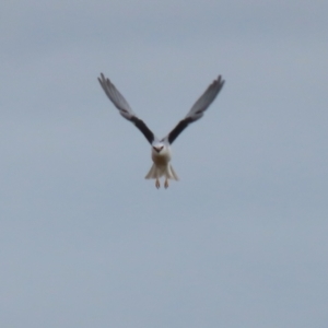 Elanus axillaris at Point Hut to Tharwa - 3 May 2024