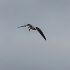 Elanus axillaris at Point Hut to Tharwa - 3 May 2024