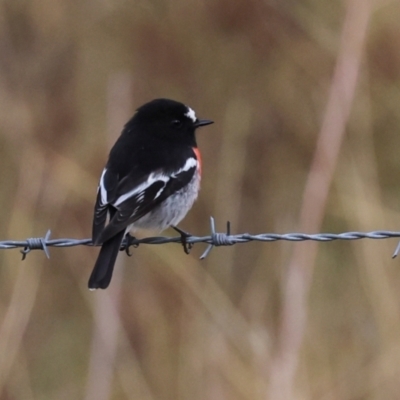 Petroica boodang (Scarlet Robin) at Hawker, ACT - 27 Apr 2024 by AlisonMilton