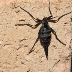 Boreoides subulatus (Wingless Soldier Fly) at Higgins, ACT - 27 Apr 2024 by AlisonMilton