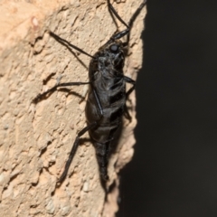 Boreoides subulatus at Higgins, ACT - 28 Apr 2024