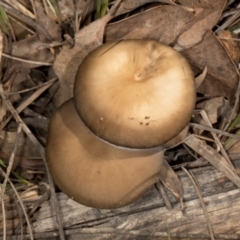 Unidentified Cap on a stem; gills below cap [mushrooms or mushroom-like] at Gundaroo, NSW - 1 May 2024 by AlisonMilton