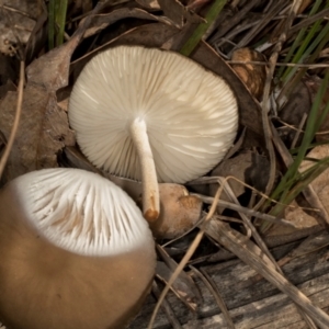 Oudemansiella gigaspora group at MTR591 at Gundaroo - 1 May 2024